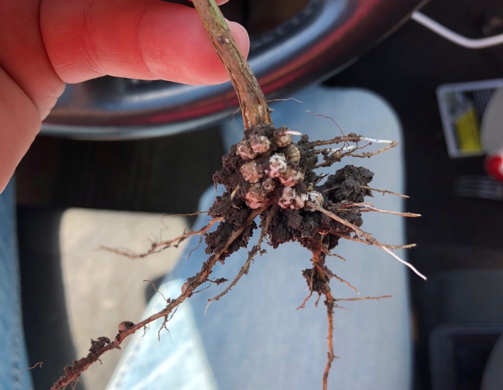 Nodules on a soybean root and colonies of rhizobia bacteria.