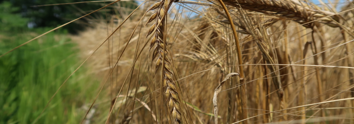 barley harvest