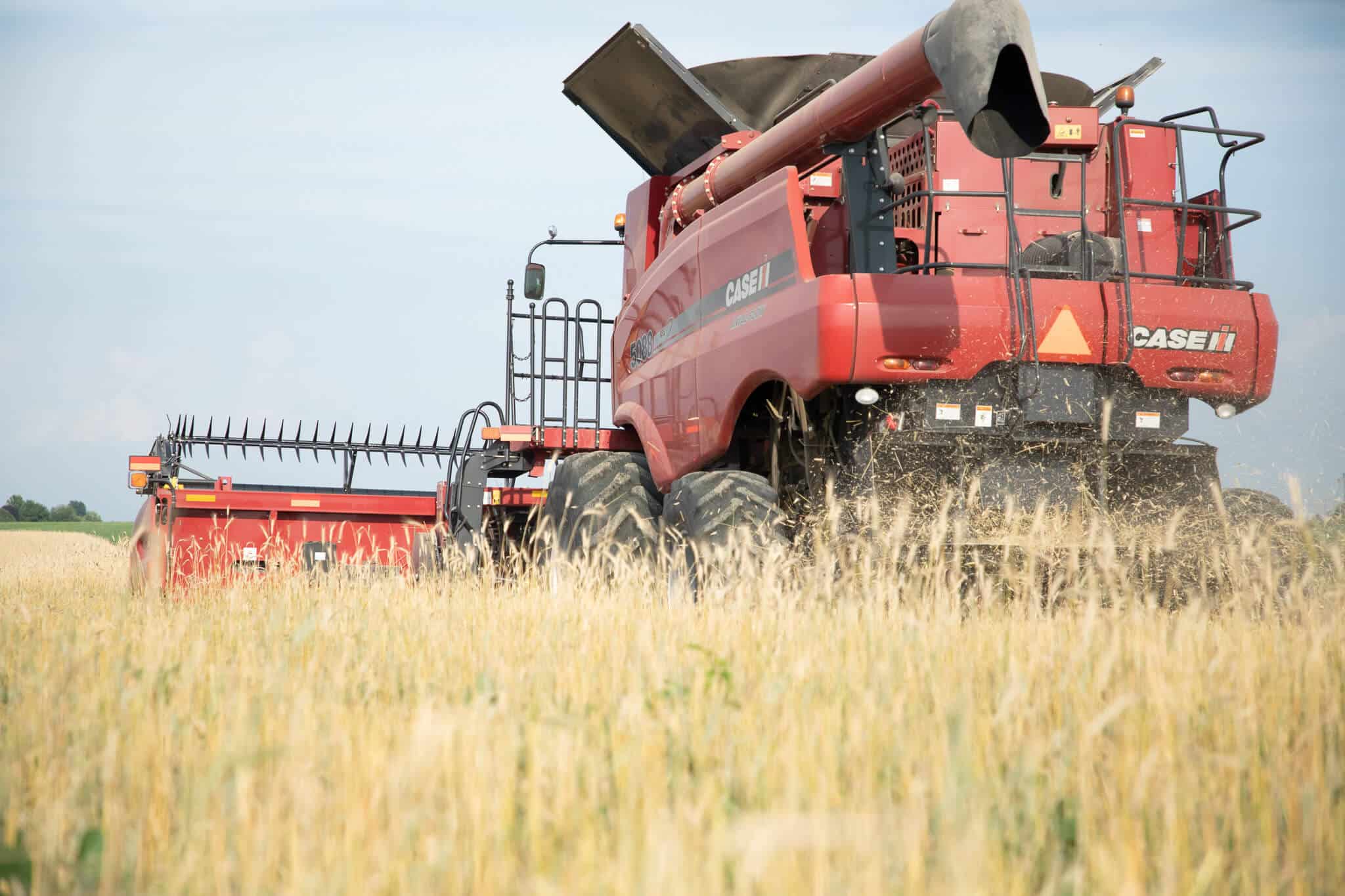 Case IH combine harvesting cover crops on the farm in Southeast , Iowa.
