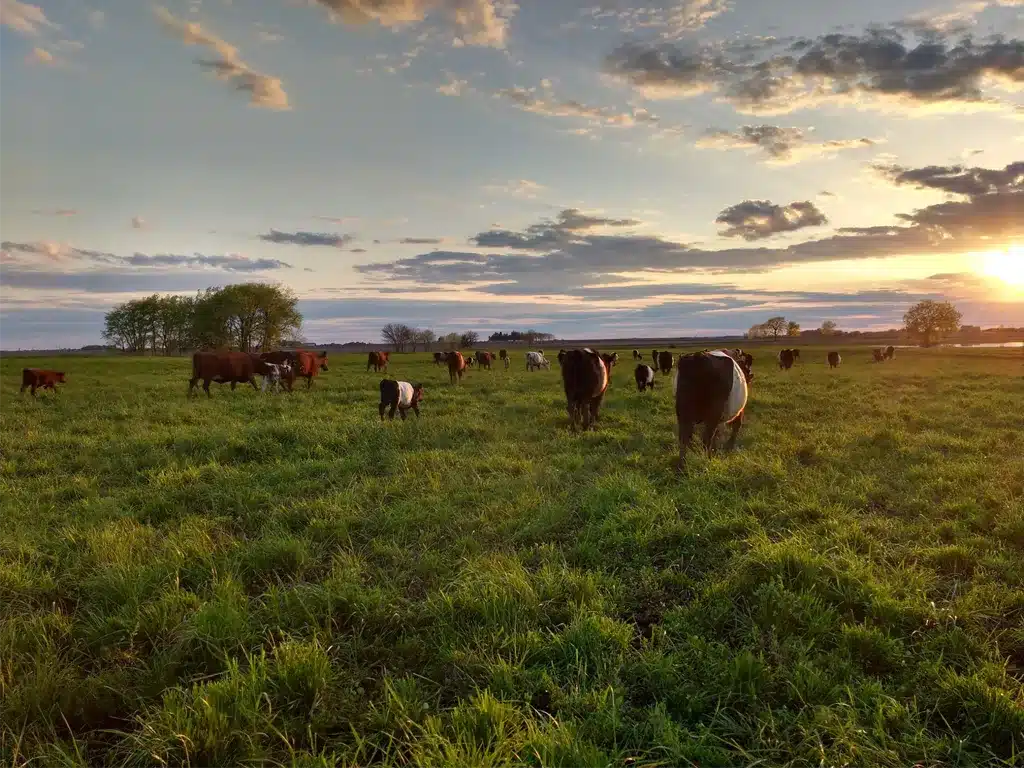 Sun setting over cattle grazing a field in Southeast, Iowa.