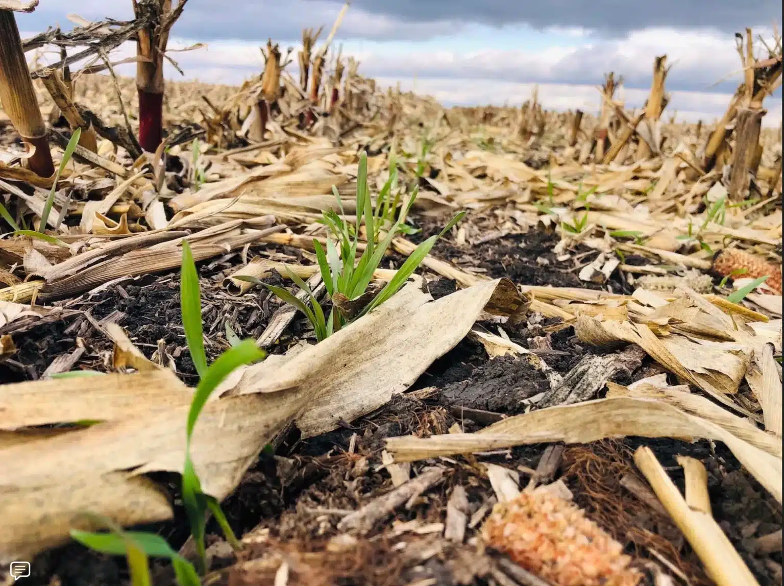 Corn growing through healthy soil in Southeast, Iowa.