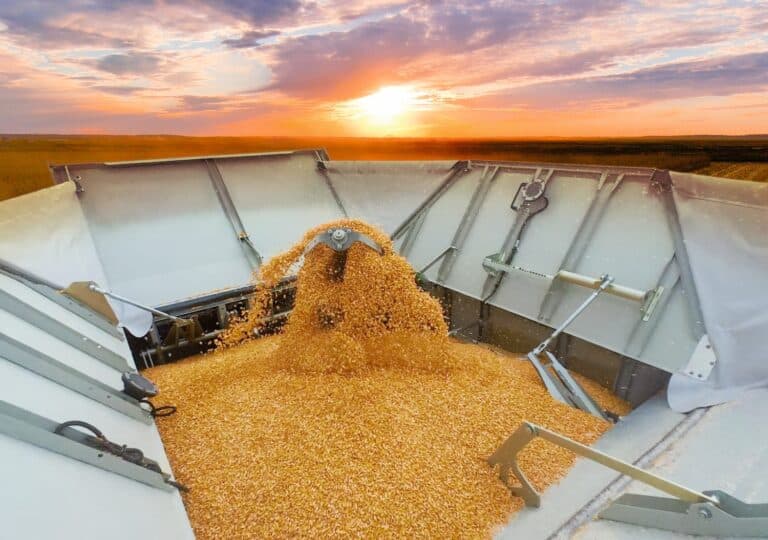 Low CI Grain Being Harvested