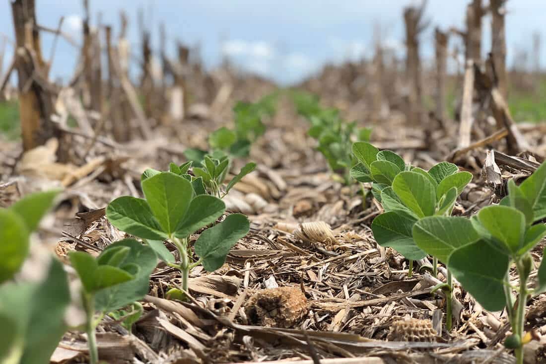 Soybeans sprouting through the low Carbon Intensity soil.