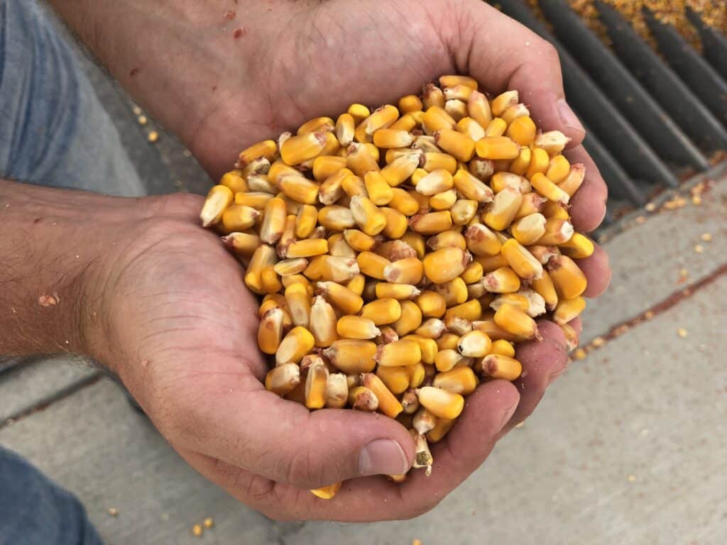 A handful of low CI corn after it has been harvested from the field.